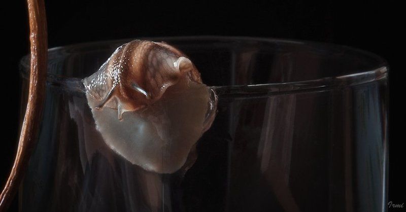 улитки, виноградные улиткиphoto preview