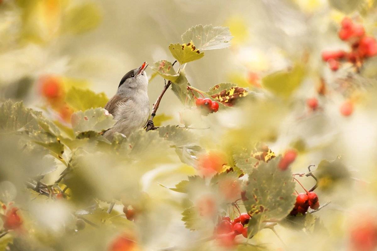 Эдем. Автор: Валерий Субачев , Валерий Субачев