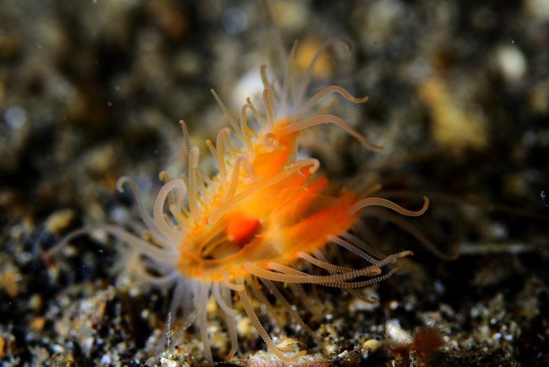 Лембех 2013. Подводная всячина.photo preview