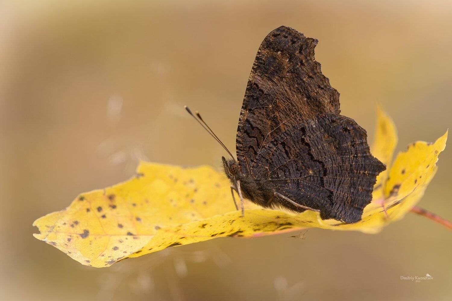 , Кузнецов Дмитрий