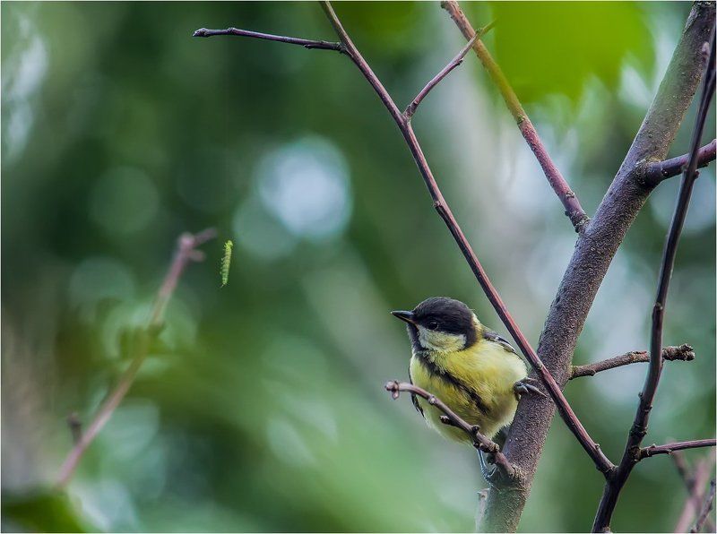 Кушать подано!photo preview