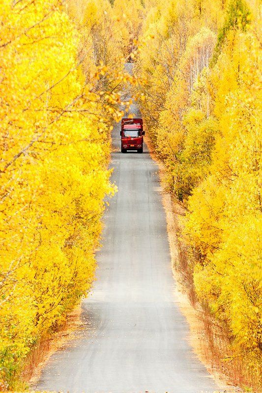 Red & Yellowphoto preview