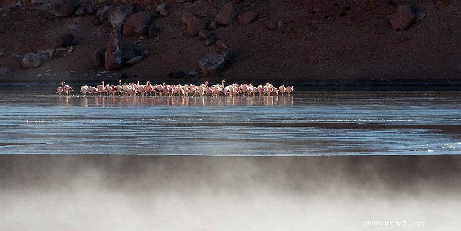 Особенности жизни на альтиплано. Автор: Виктор Чистов , Виктор Чистов