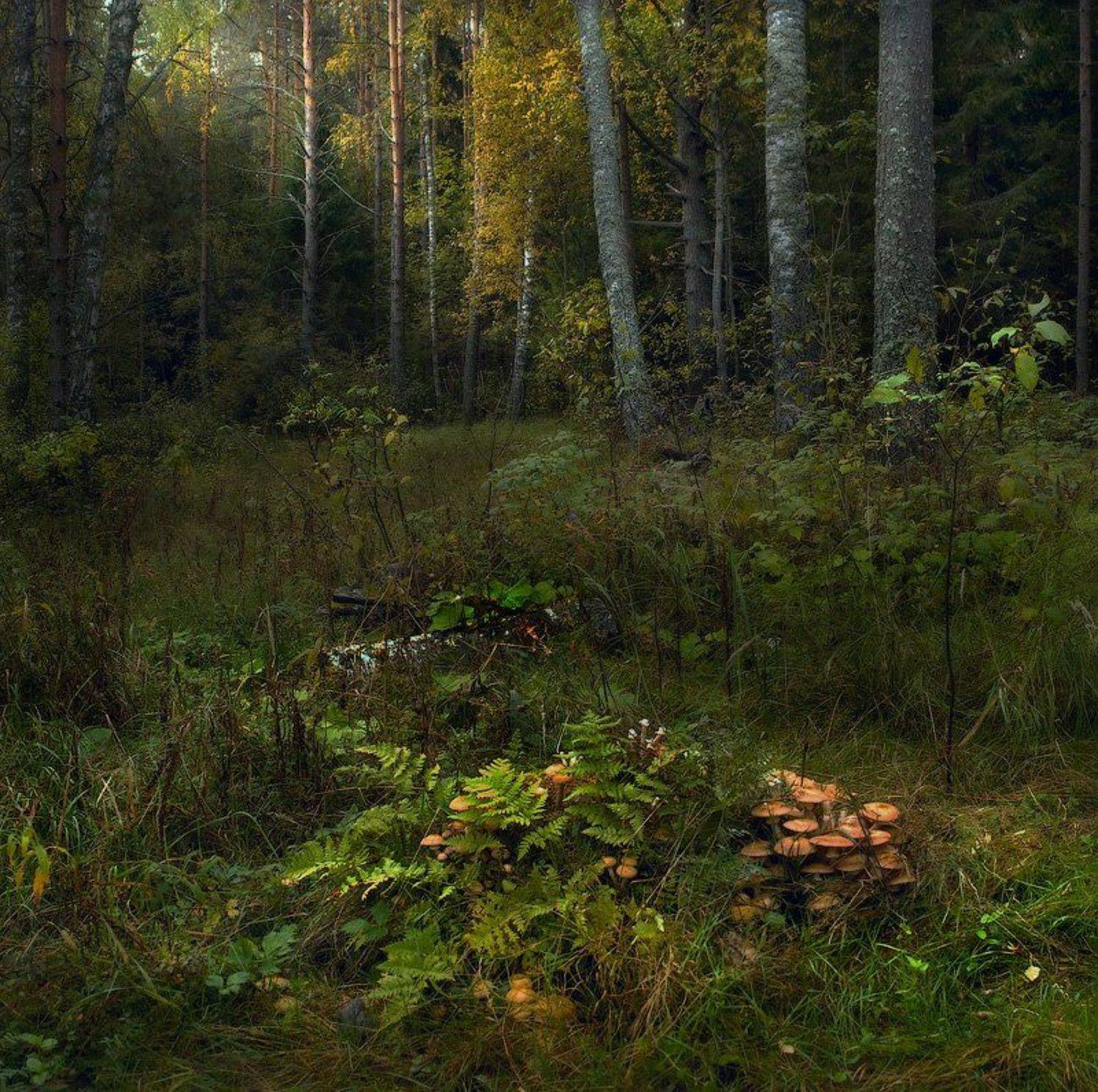 C утра пораньше. Автор: Дмитрий Алексеев , Дмитрий Алексеев