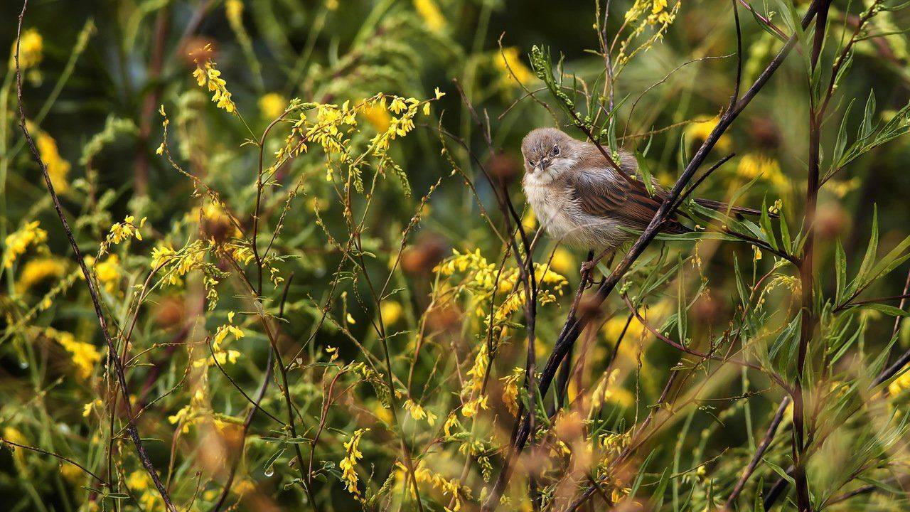 , Валерий Субачев