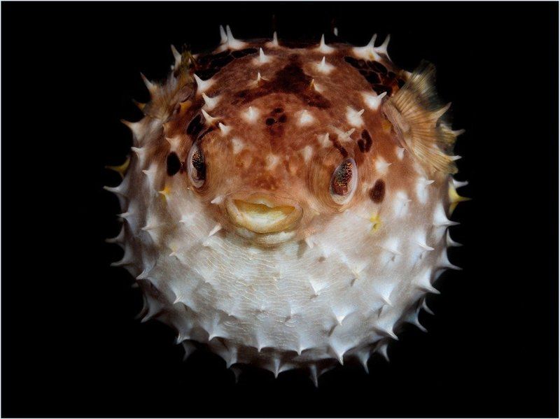 Амбон, Индонезия, Рыба фугу Шарphoto preview