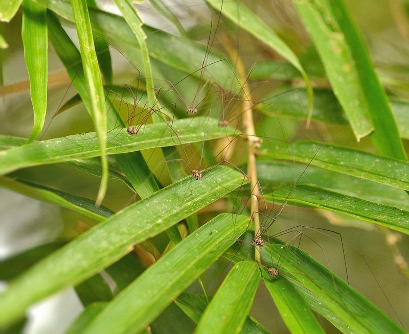 сенокосцы ***photo preview