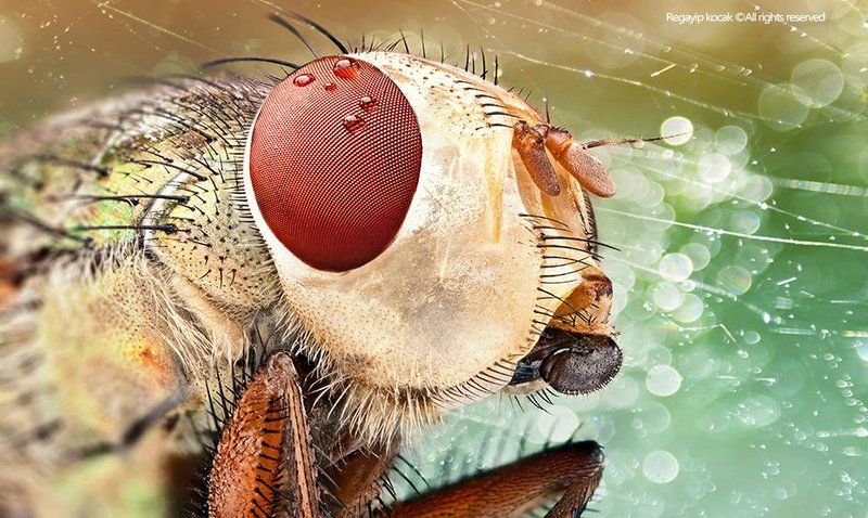 Red Ailenphoto preview