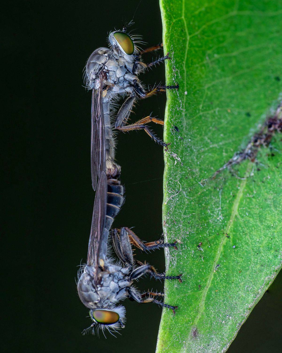 Mating. Автор: Shuvam Sadhukhan Macro wildlife insects, Shuvam Sadhukhan