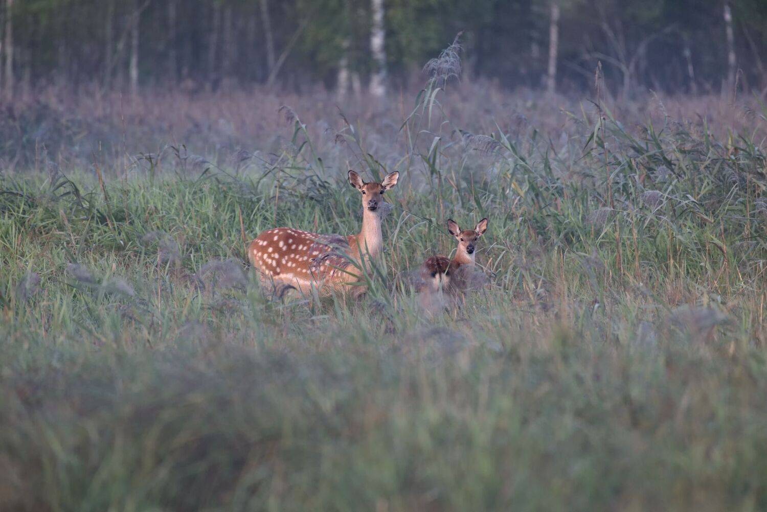 в утреннем лесу. Автор: Виталий Полуэктов лес,утро,туман,животные,олени,пятнистые, Виталий Полуэктов