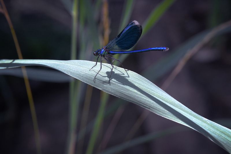 В плену тени ...photo preview