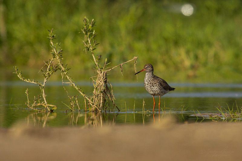 Tringa totanusphoto preview