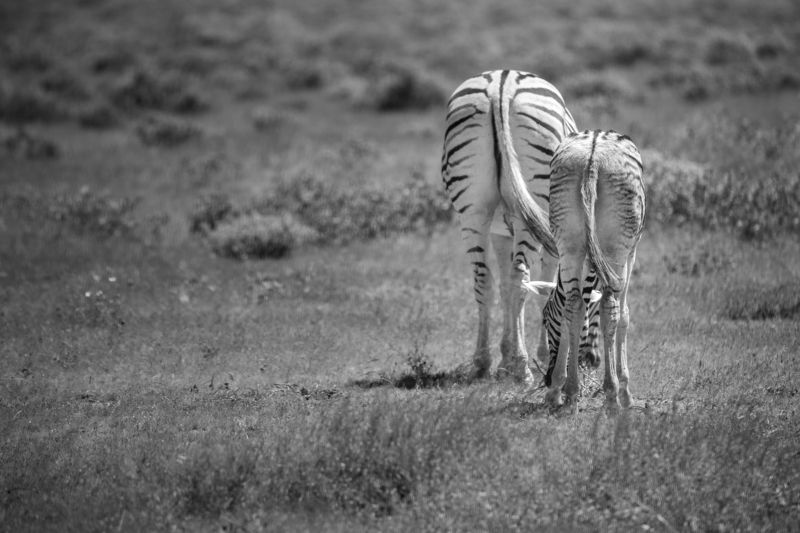 safari, zebra, africa, namibi, animal, animals, wildlife Mother and Foalphoto preview