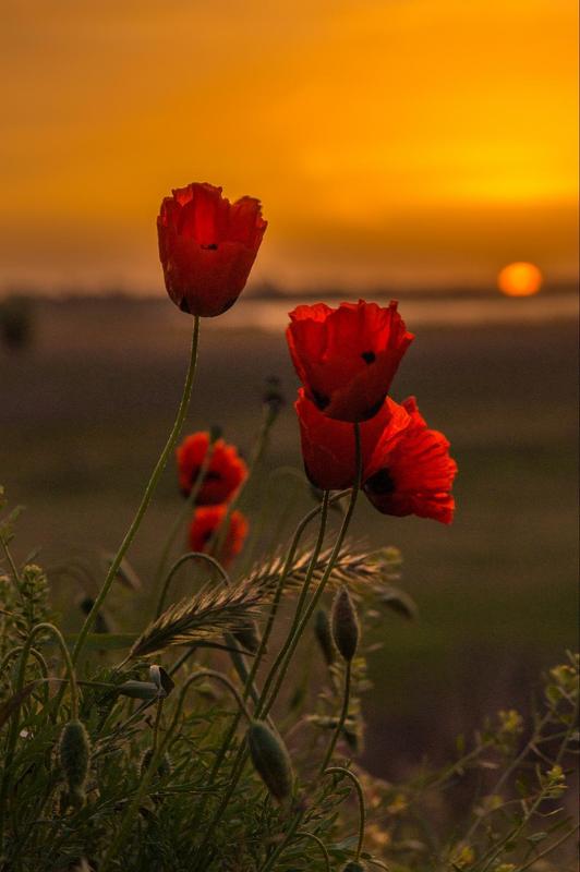 астраханская, обл., , , , лиманский, район МАКИ  ШИРЬЯМАНАphoto preview