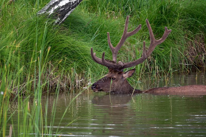 парнокопытное животное, благородный олень, марал, слепни, вода, Марал пытается избавиться от слепней..photo preview
