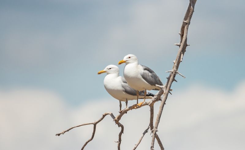 С мылым рай и на веткеphoto preview