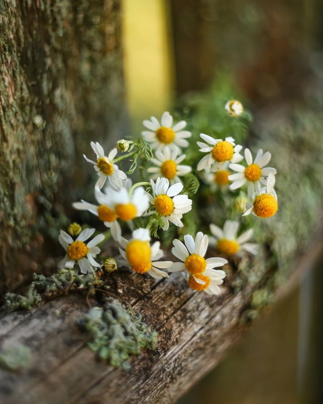 июльские зарисовки, беларусь,свидание с июлем, жизнь, гелиос , полевые ромашки,жизнь,ирина горюкина свидание с июлем фото превью