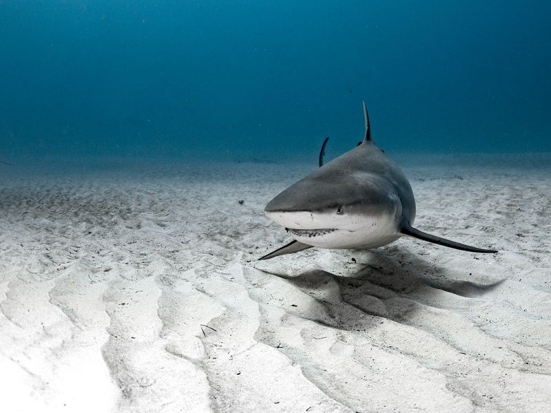 fast and Furiousphoto preview