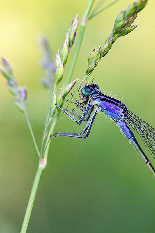 tokina 100 macro, beautiful, красивый, moment, момент, nature, природа, летняя, summer, лето, meadow, луг, wildlife, insect, насекомое, dragonfly, стрекоза, predator, хищник, Стрекозиный перекус.photo preview