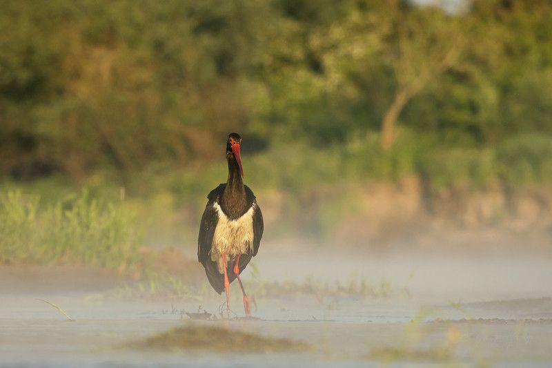 Ciconia nigraphoto preview
