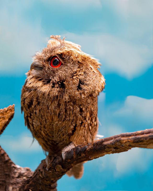 сова, птицы, хищные птицы, ночные животные, природа Ошейниковая совушка фото превью