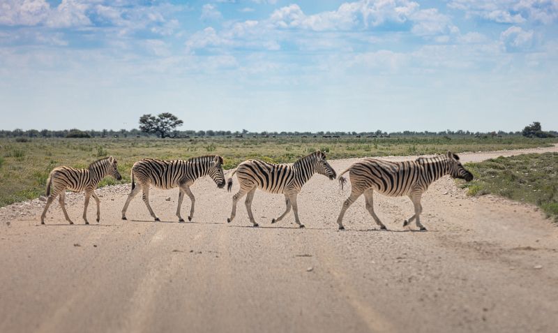 safari, zebra, africa, namibi, animal, animals, wildlife Abbey Road, Zebra editionphoto preview