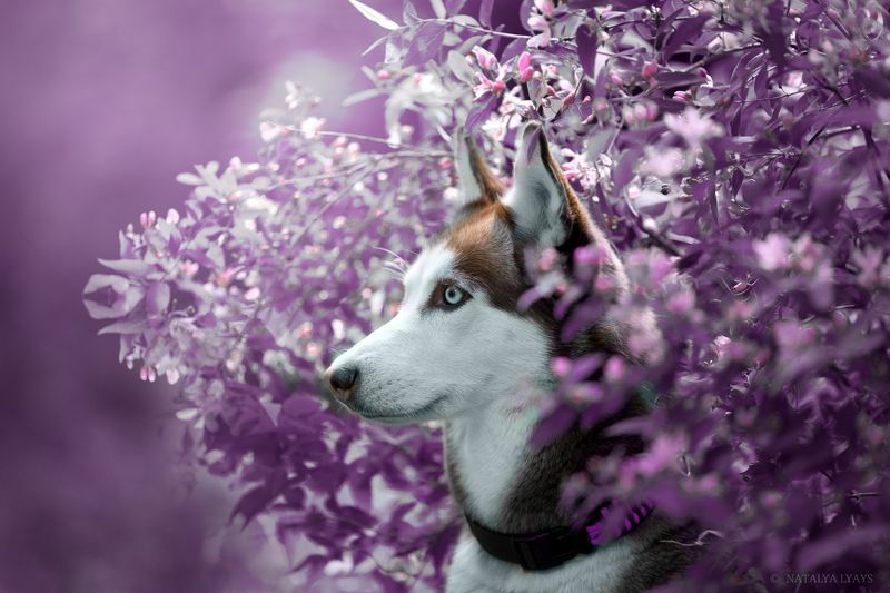 Фиолетовые мечтыphoto preview