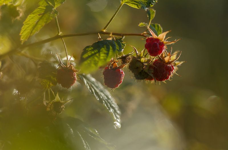 малина, макро, лужскийрайон Лесная . . .photo preview