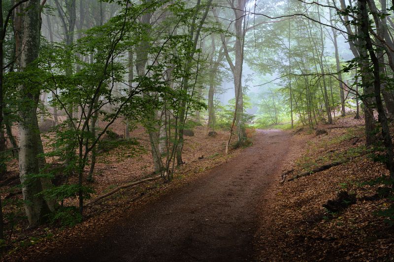 лес, деревья, туман, дорога Дорога на Демерджиphoto preview