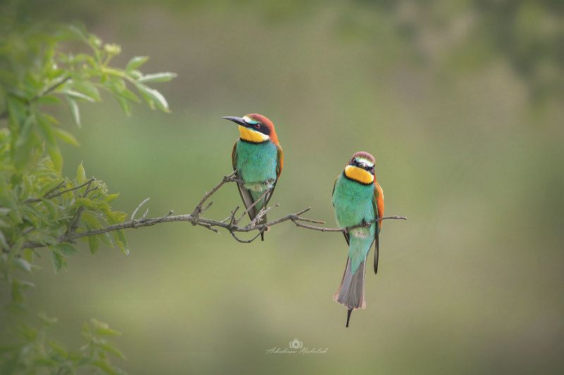 Żołnaphoto preview