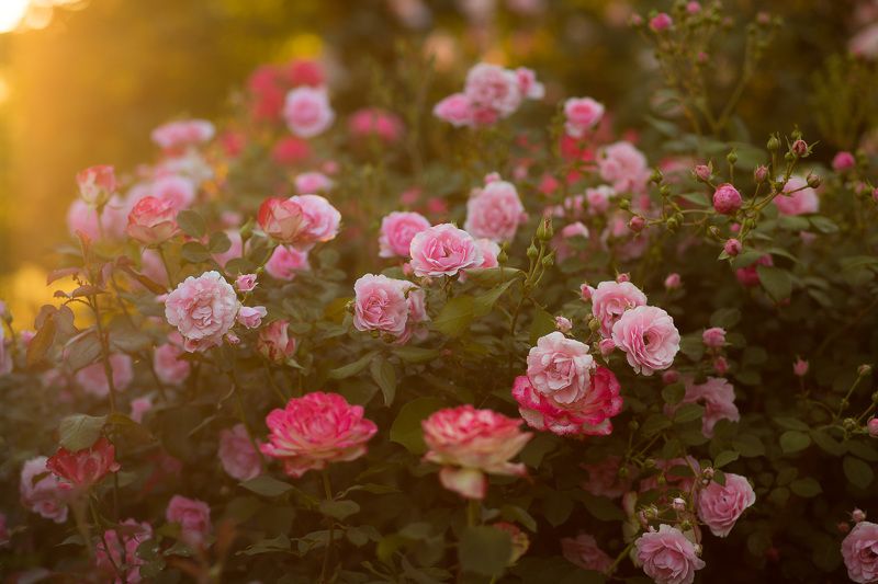flowers, garden, pink, rose, цветы, садовые, розовая, роза Pink colours in the morning lightphoto preview