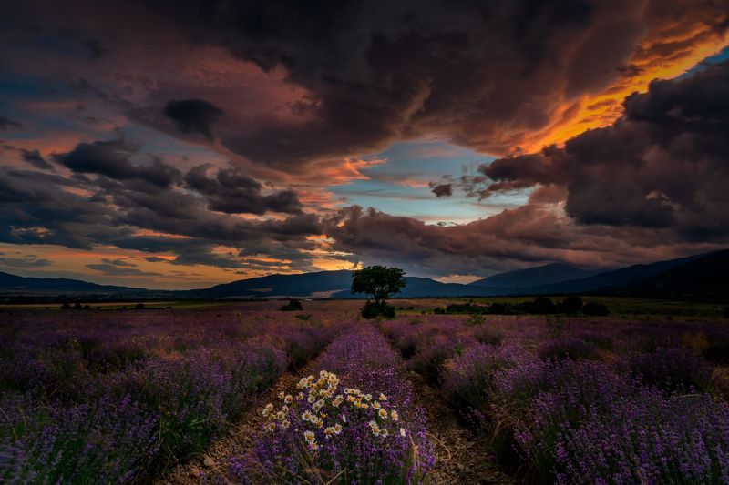 Лаванда в Болгарии..photo preview