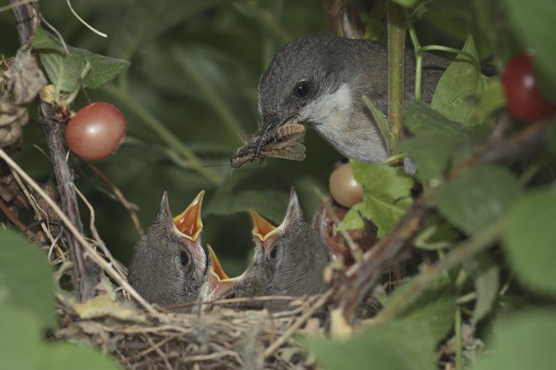 мельникphoto preview