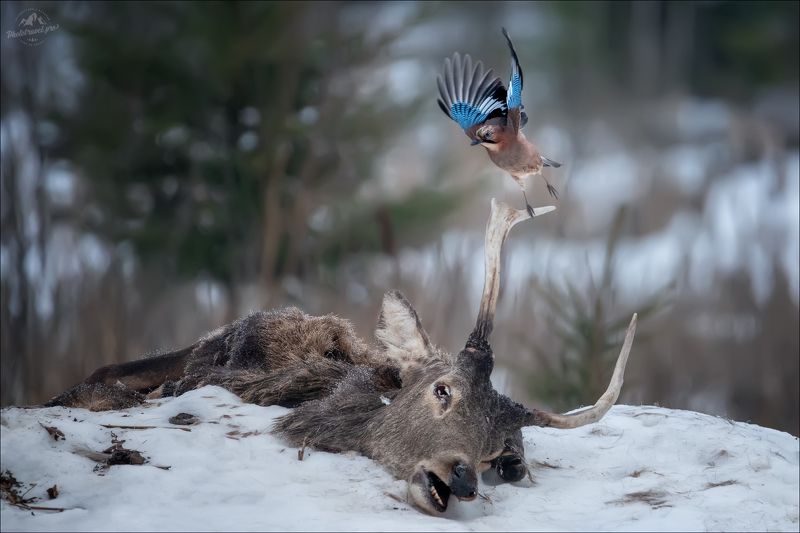 беларусь, красный бор, фототур в красный бор, фотоохота, сойка, реинкарнация РЕИНКАРНАЦИЯphoto preview
