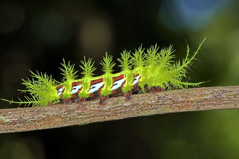 denis moura, mogi das cruzes, brasil Lagartaphoto preview