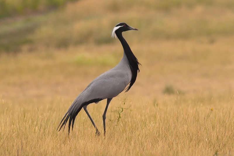 красавецphoto preview