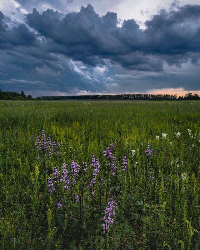 Полеphoto preview