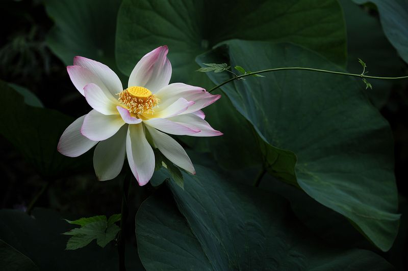 Цветок лотосаphoto preview