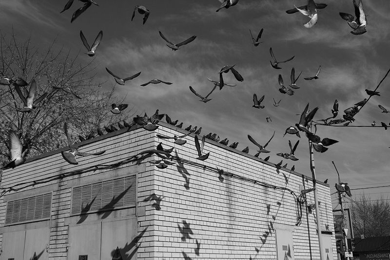 street, bw, fly, jenre, motion, real life, shadows, birds ***photo preview