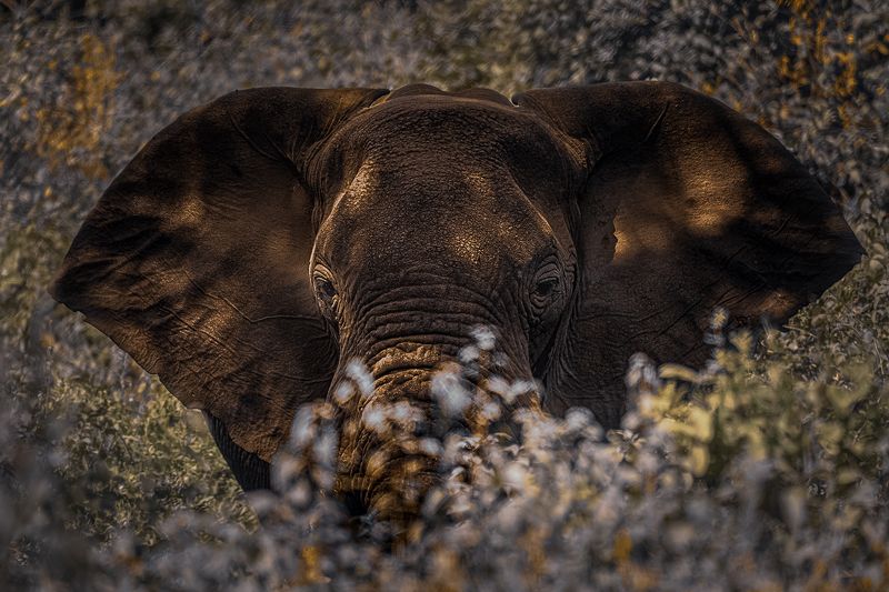 Elephant from African Bushphoto preview