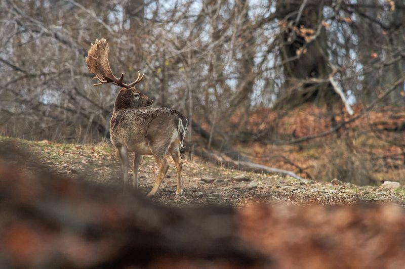 nature, wildlife ***photo preview