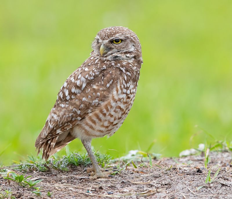 кроличий сыч, florida, burrowing owl, owl, флорида,сыч Burrowing Owl - Кроличий сычphoto preview