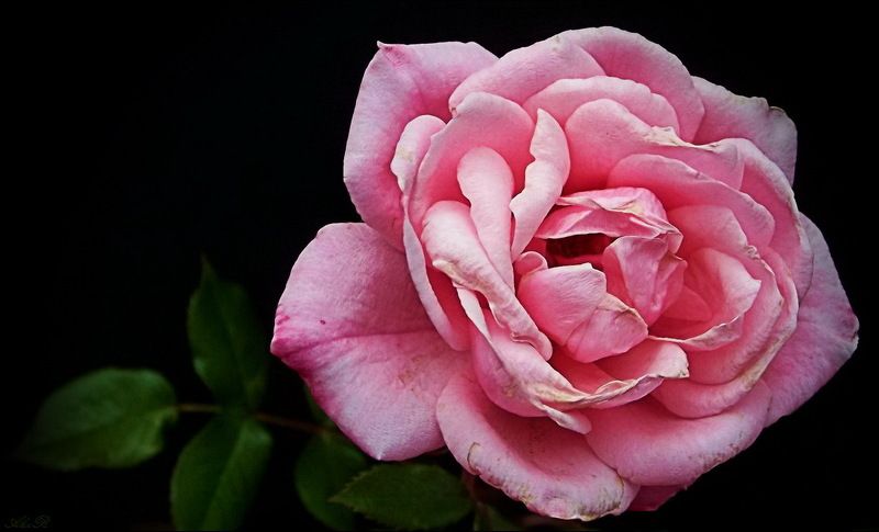 Роза...photo preview