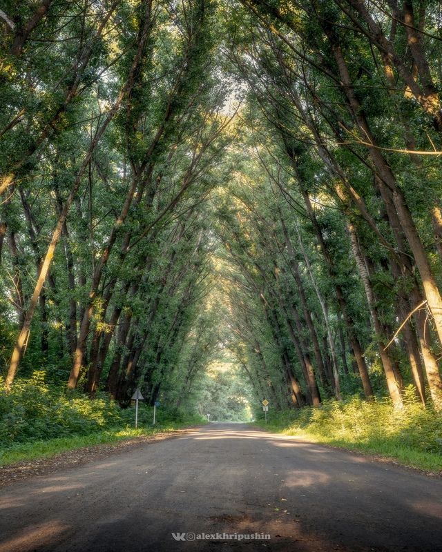 landscape Green Tunnelphoto preview