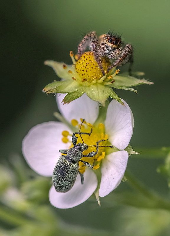 Опасная близость...photo preview