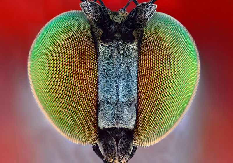 irass, waledzik, nat geo, olympus, close up, macro, extreme macro, макро Long-legged Fly.photo preview