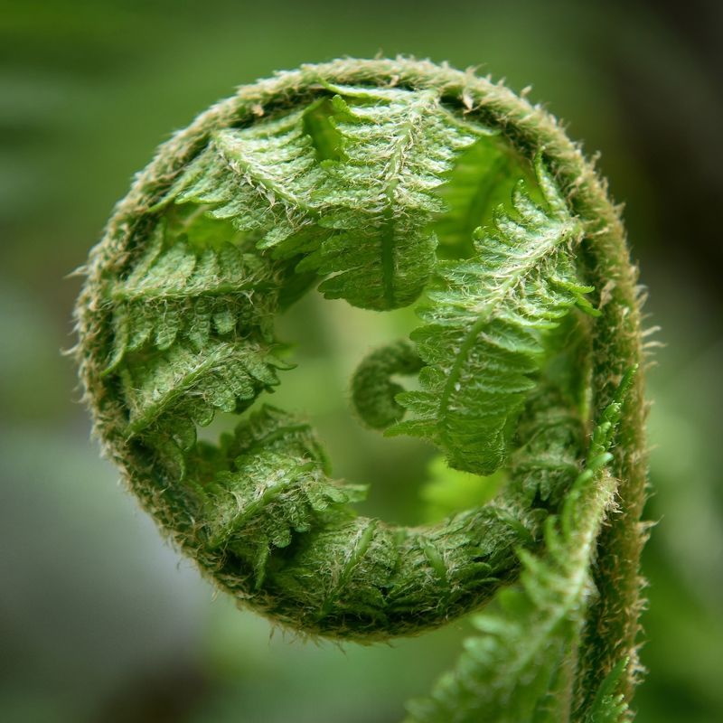 Папоротник, кругphoto preview