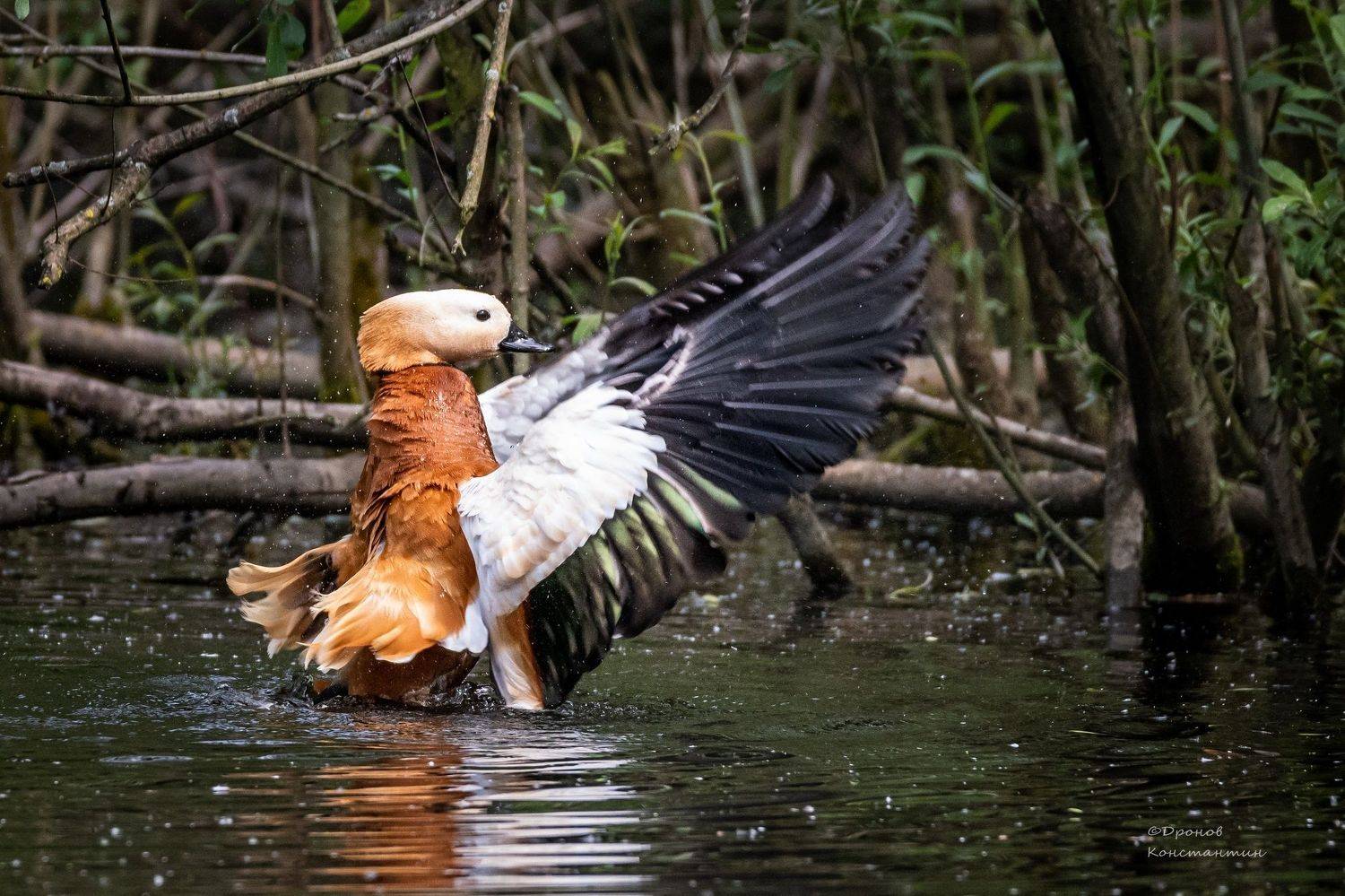 Про махи-взмахи. Автор: Дронов Константин огарь, утка, птицы, фотоохота, Дронов Константин