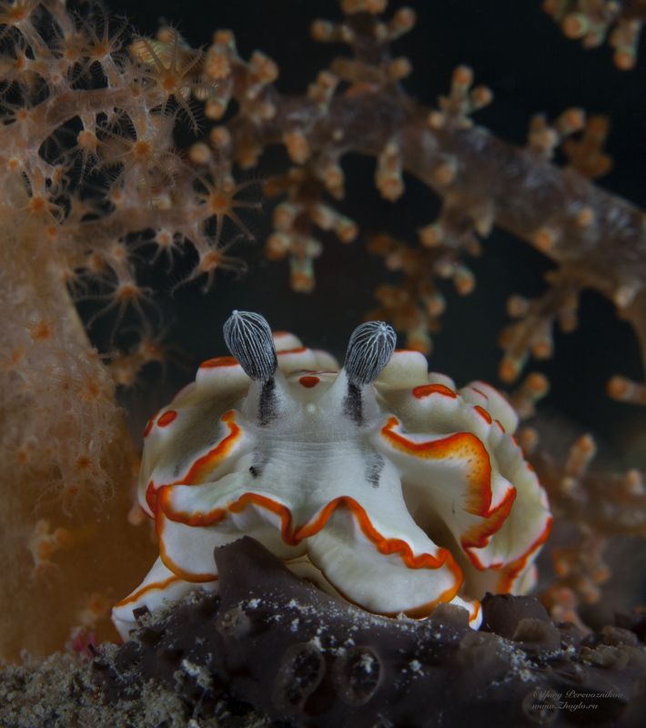 подводное фото подводный мир хургада египет жогло zhoglo красное море Вот я какойphoto preview