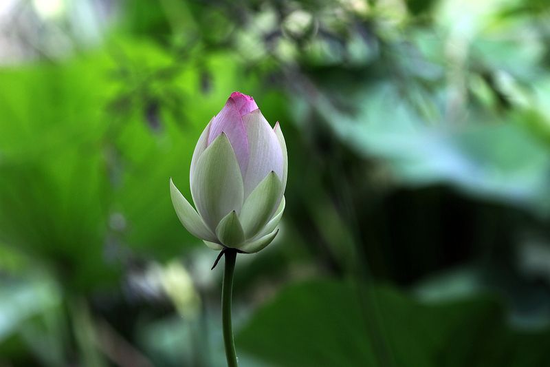 Цветок лотосаphoto preview